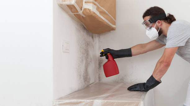 Basement Mold Remediation treatment on basement walls in Kings Park